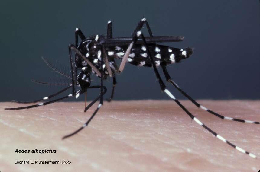 aedes